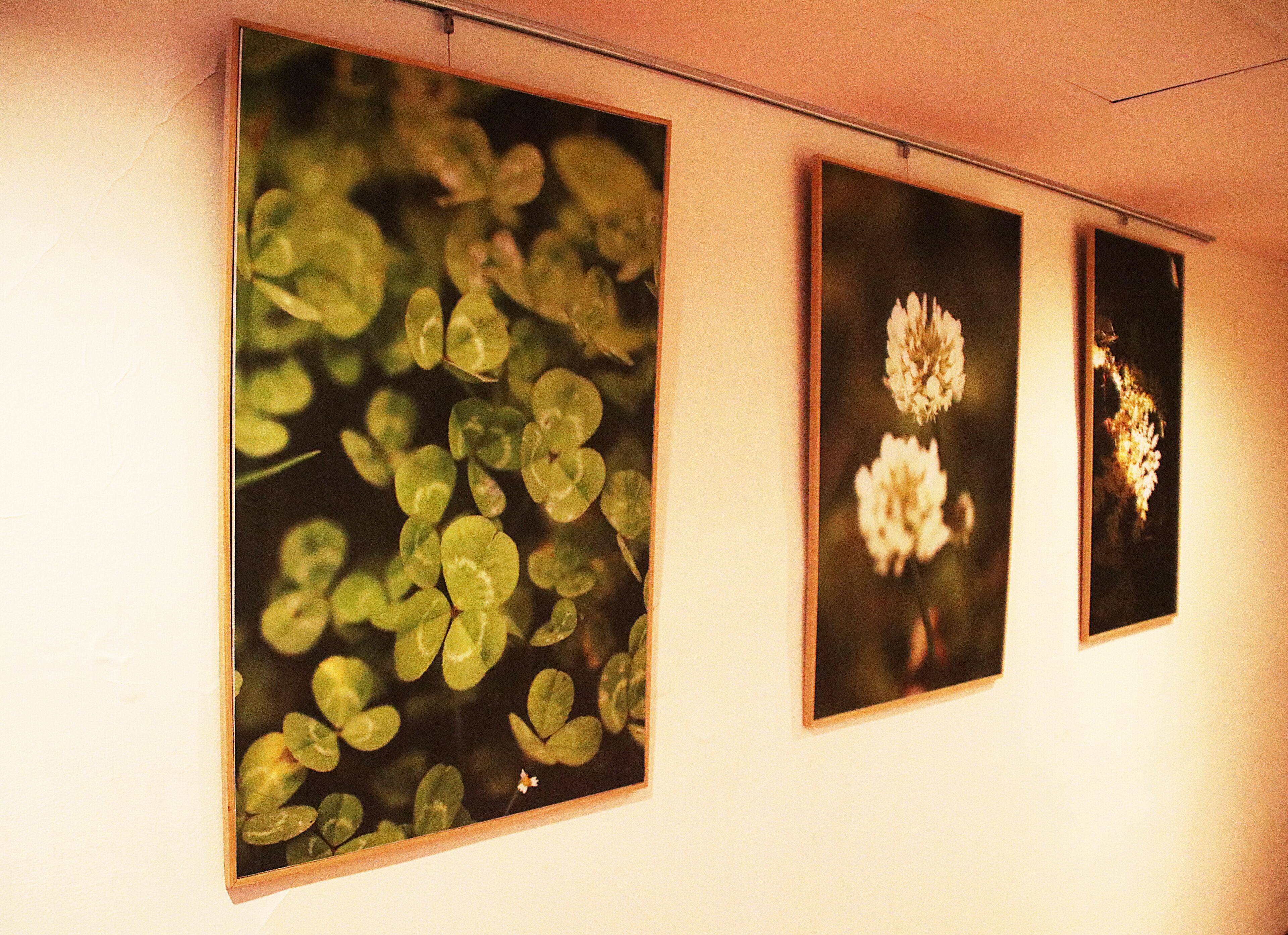 Three framed botanical prints on a wall.