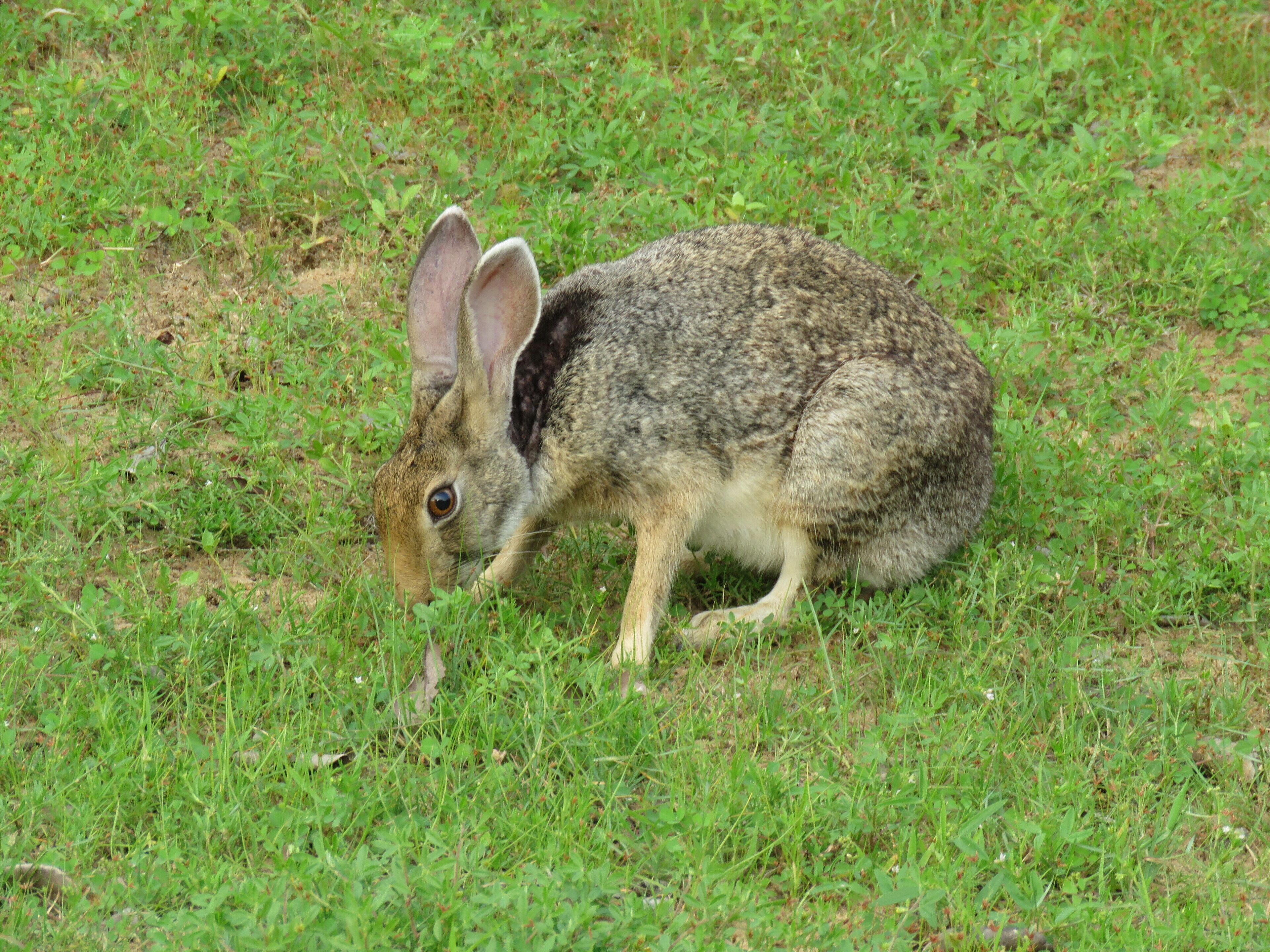 Ein Hase in einer grünen Wiese.