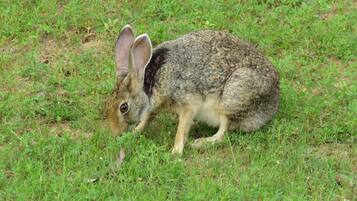 Ein Hase in einer grünen Wiese.