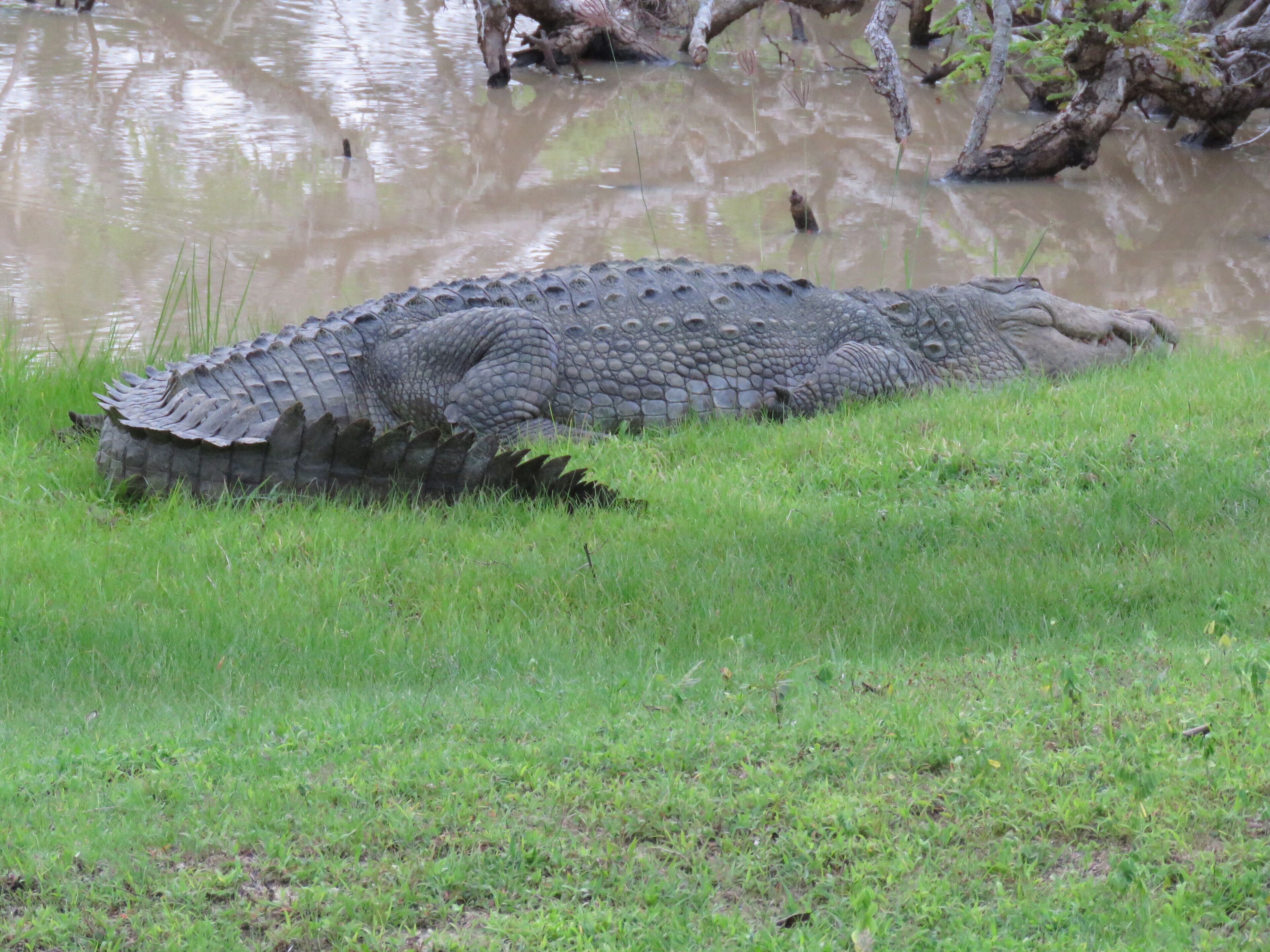 Ein großer Alligator ruht auf Gras in der Nähe eines Gewässers.