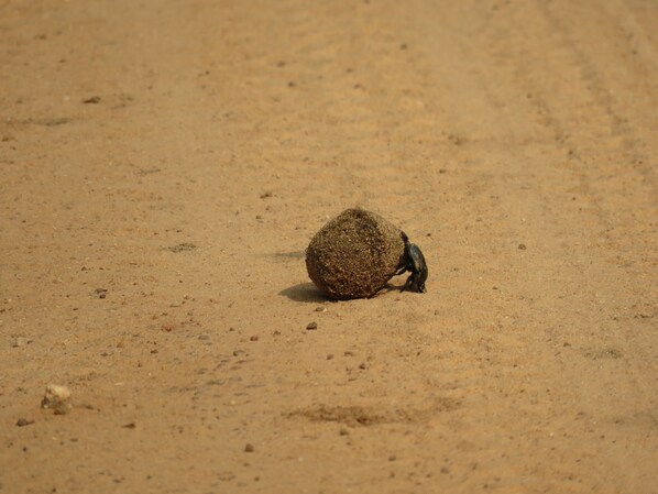 Een kleine mier die een groot object over een zanderig oppervlak draagt.