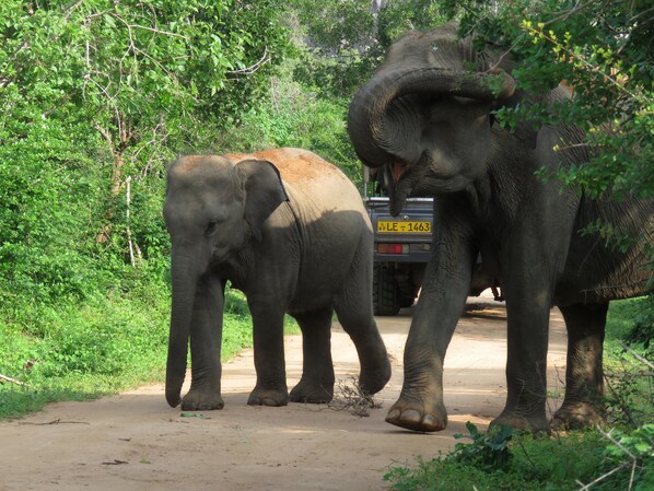 Two elephants walking on a dirt road with dense greenery on both sides. - Yala Golden Wild (Thissamaharama)