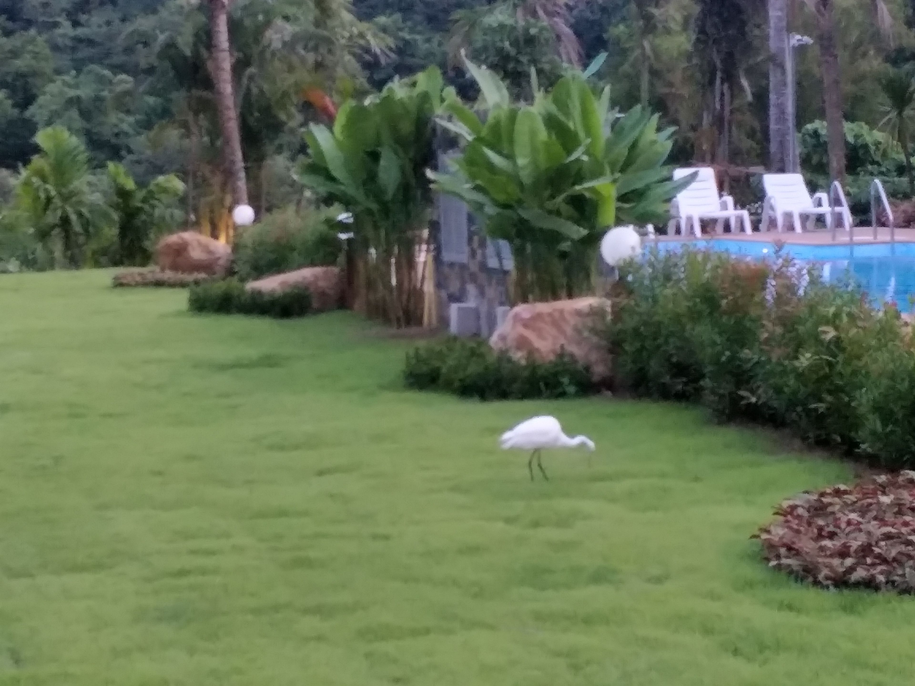 Un espacio con césped, un ave blanca, una piscina y algunas sillas de descanso.