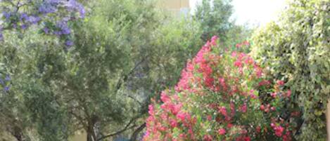 A hotel named "CAISTELLU" with a yellow facade, surrounded by lush greenery and flowering plants.
