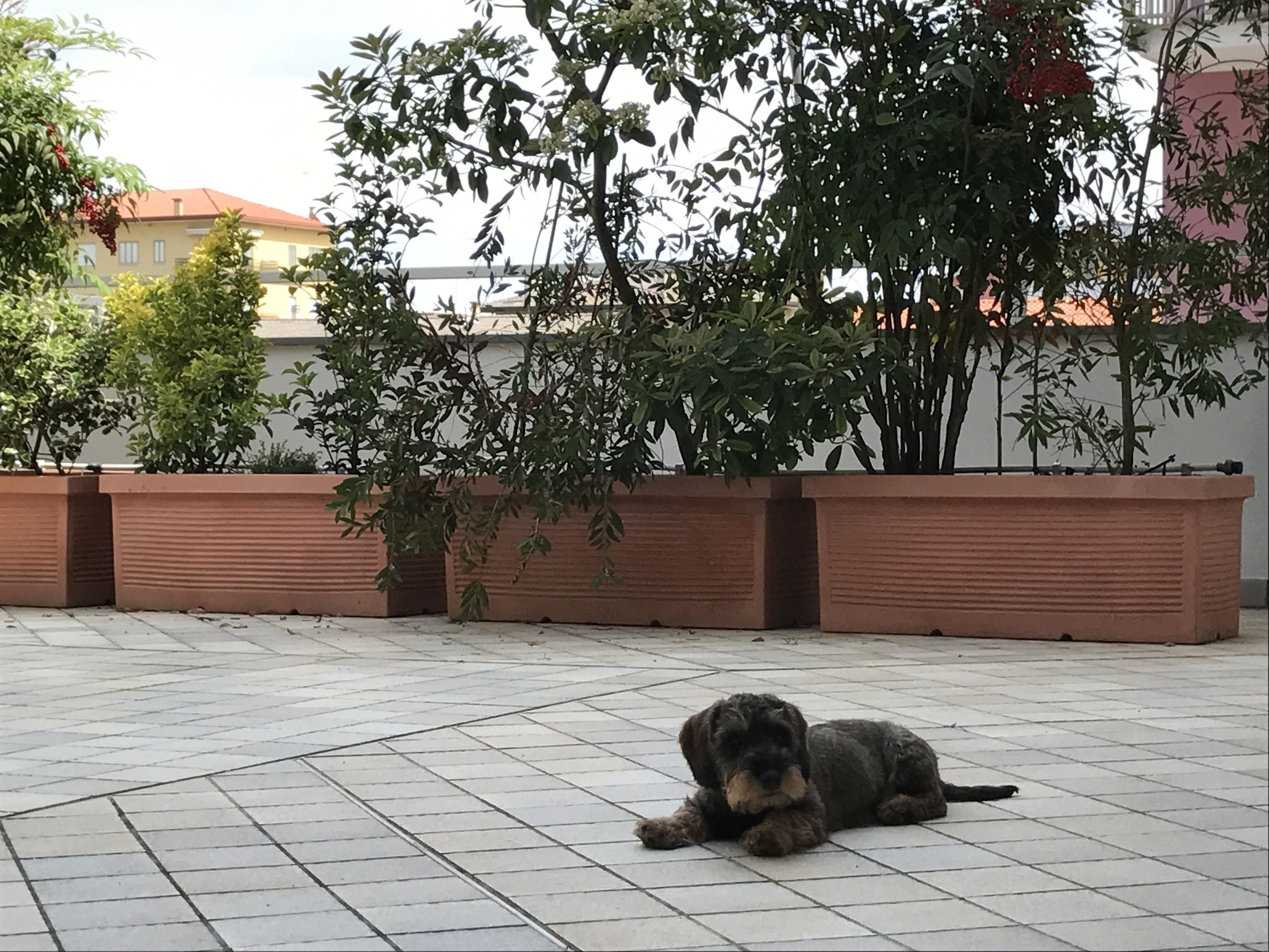 Un perro descansando en un patio empedrado con una jardinera y árboles al fondo.