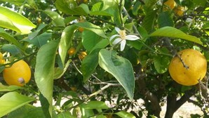 A tree with green leaves and yellow fruits, possibly citrus, with a white flower in the center. - A Lumìa (Noto)