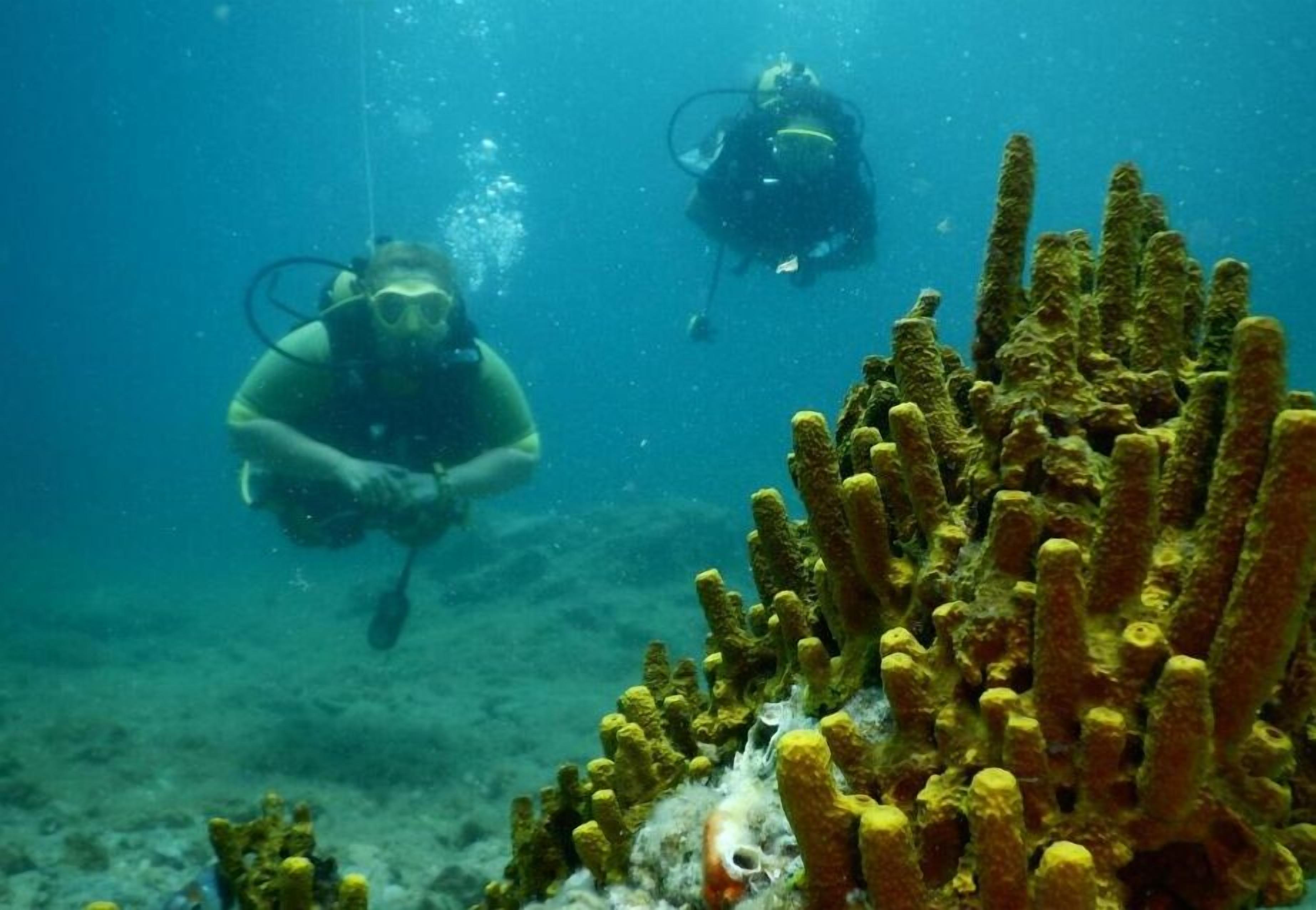 Zwei Taucher erkunden Unterwasser-Korallenformationen.