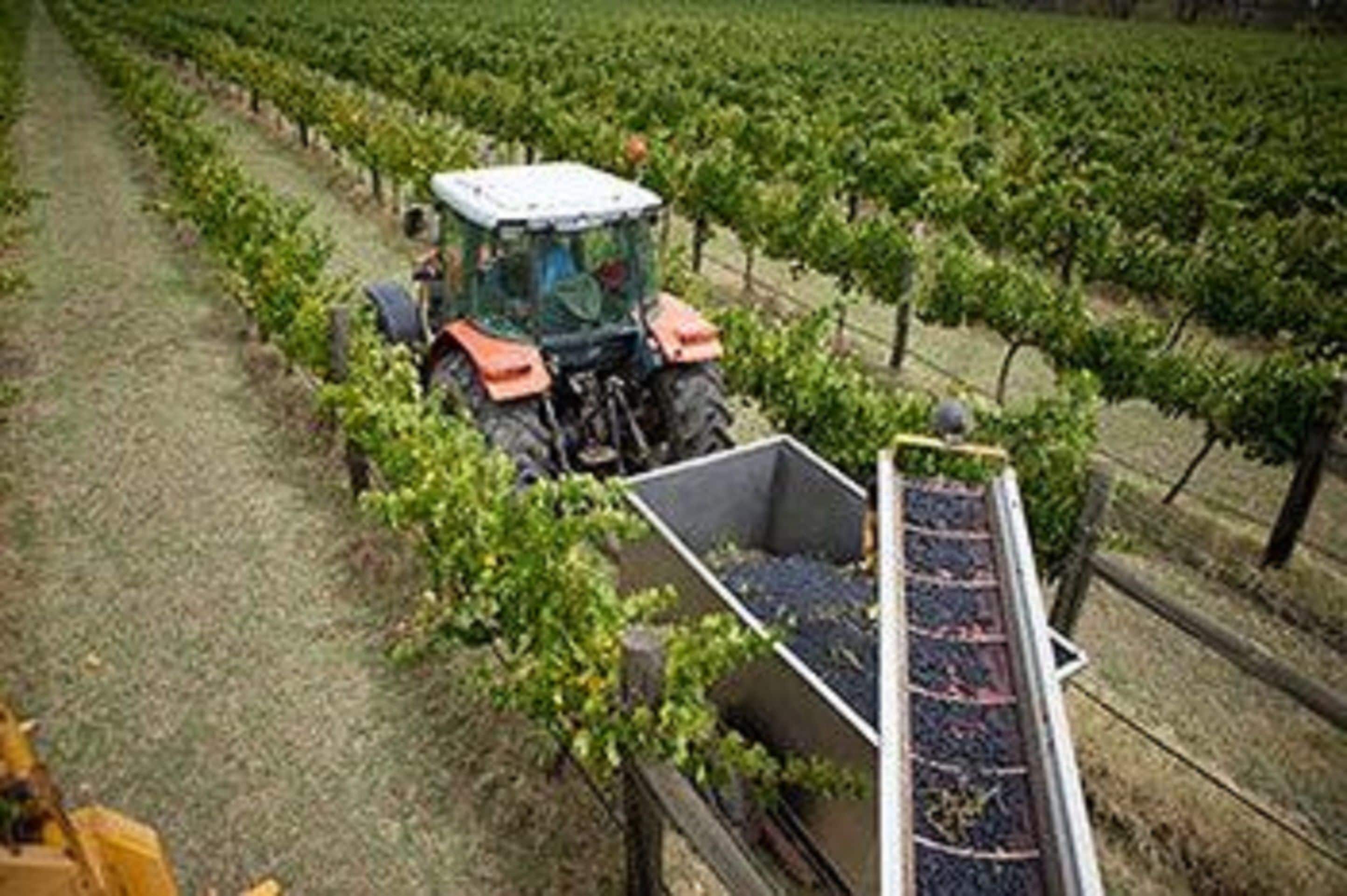 A vineyard with rows of grapevines and a tractor moving a trailer through the rows.