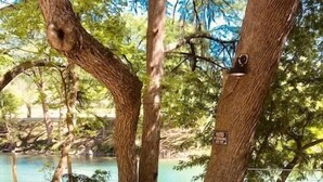 A stone pathway leading to a picnic area with benches, surrounded by trees and a body of water. - Ponderosa Cabin (New Braunfels)