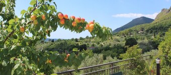 Appartamento Ginestra