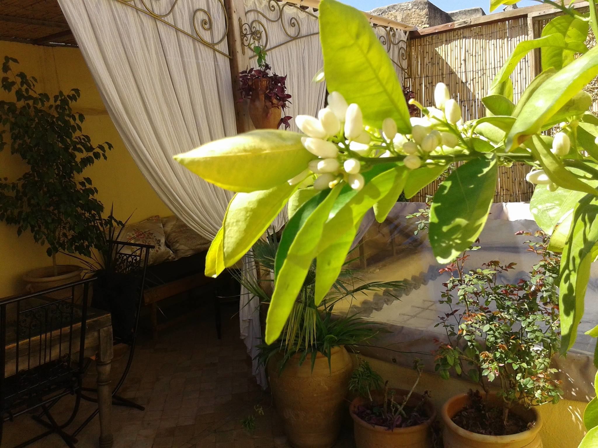 Foto - Riad Dar Arsama