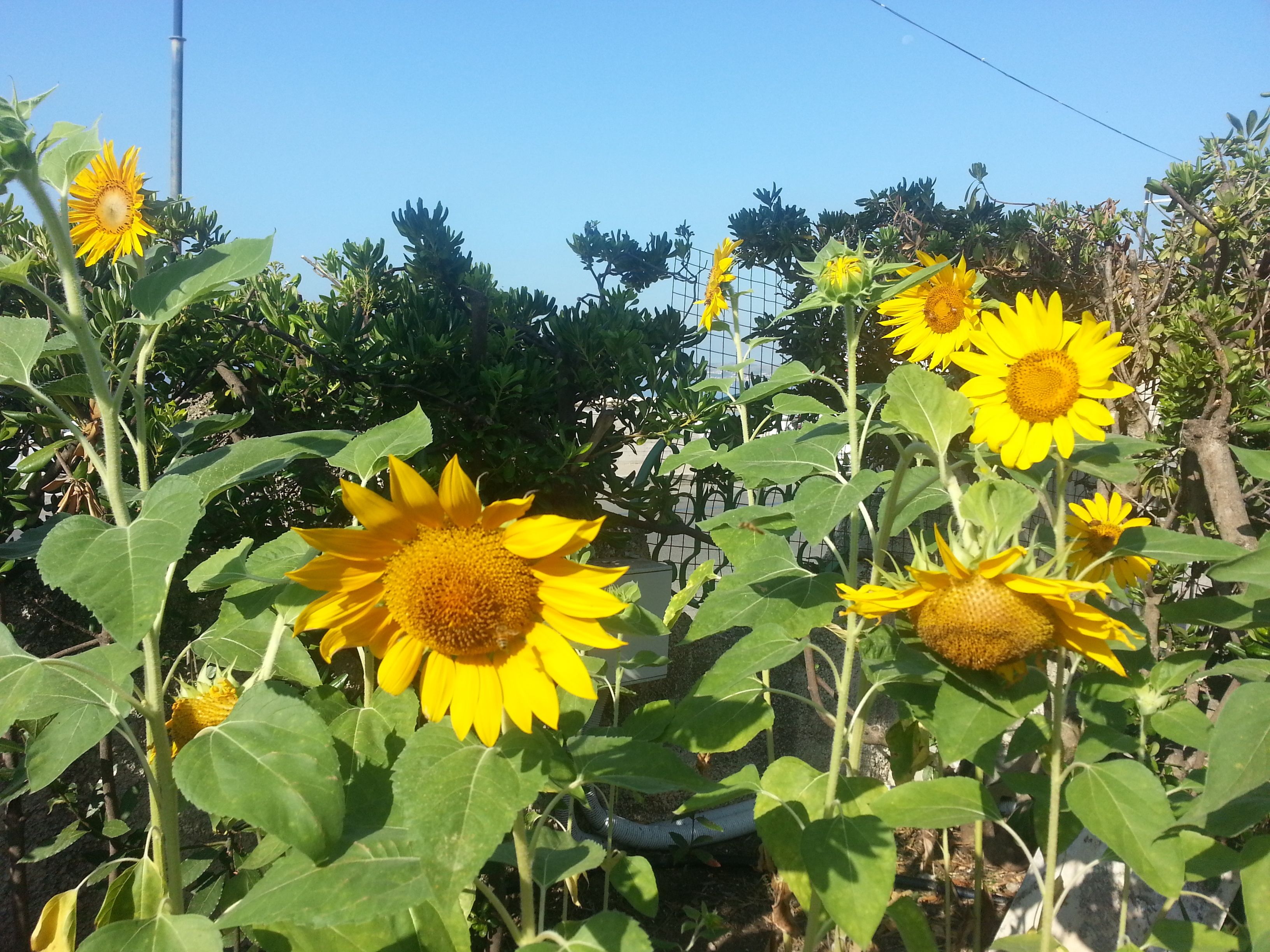 Un jardín con girasoles y follaje verde.