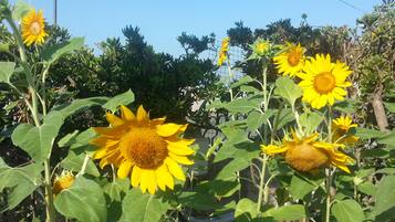 Un jardín con girasoles y follaje verde.