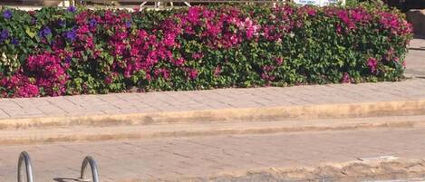 季節性室外游泳池