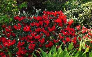 Tuin