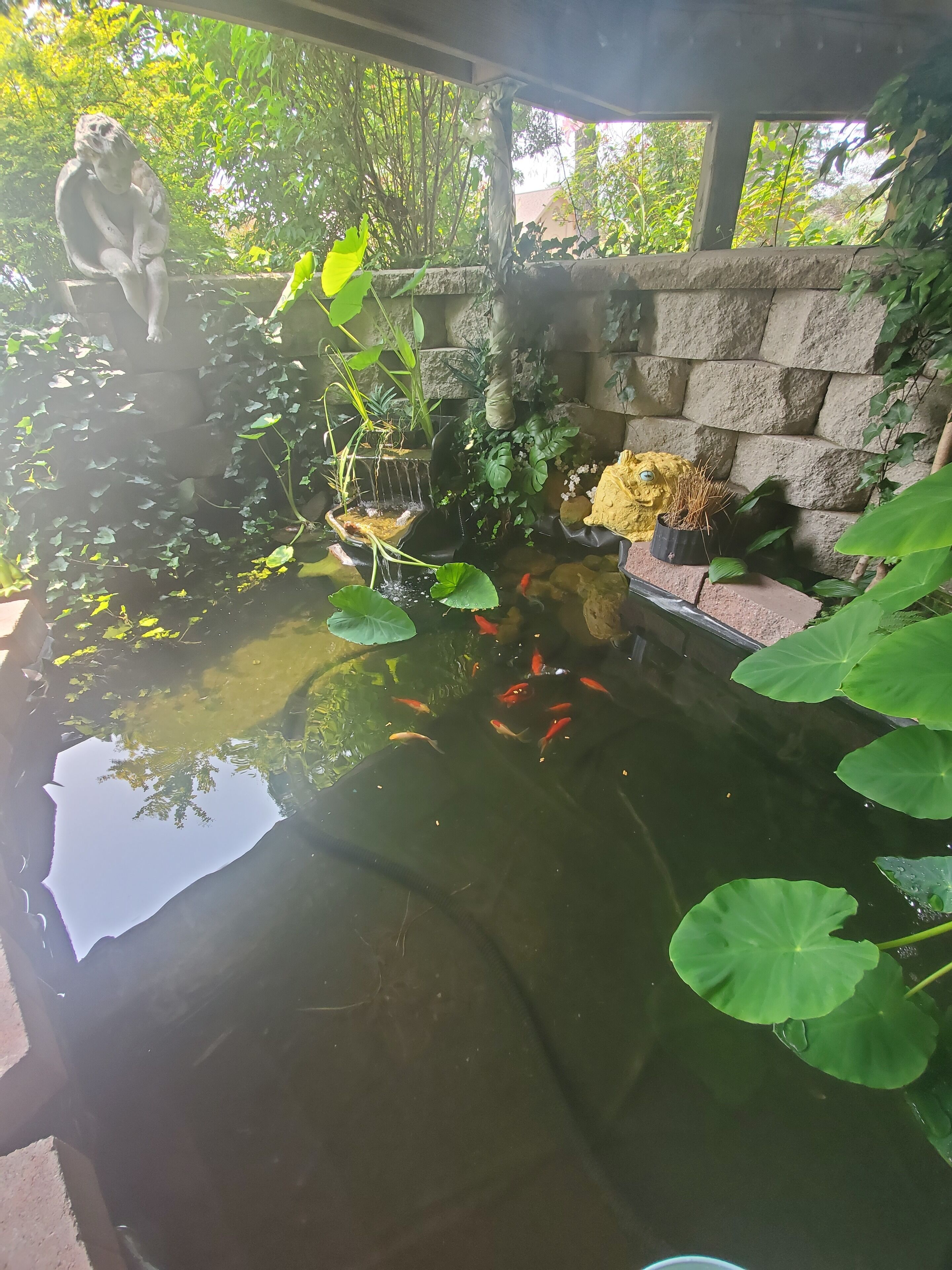 Un estanque con peces koi, rodeado de exuberante vegetación y un muro de piedra.