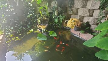 Un estanque con peces koi, rodeado de exuberante vegetación y un muro de piedra.