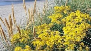 A beach with yellow flowers and distant mountains.