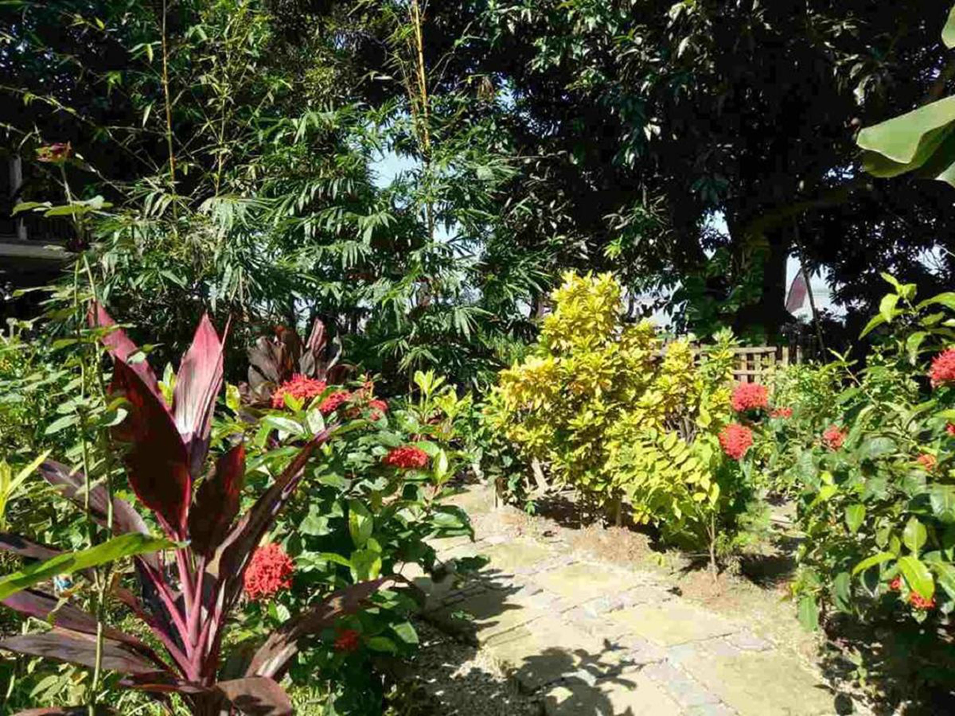 Un jardin avec un chemin de pierres, différentes plantes et une clôture en bois.