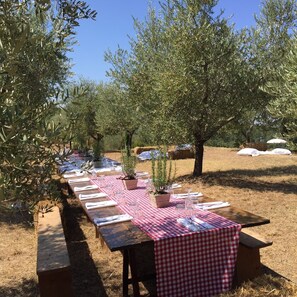 An outdoor dining setup with checkered tablecloths and wooden benches, surrounded by olive trees. - Zampugna (Trequanda)