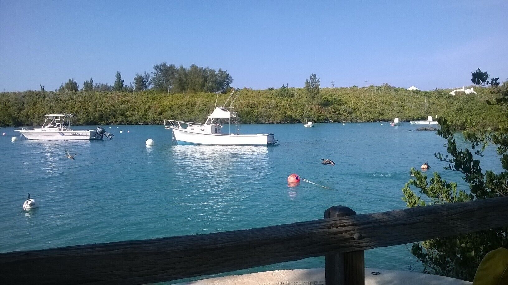 A marina with several boats docked, surrounded by greenery and clear blue water.