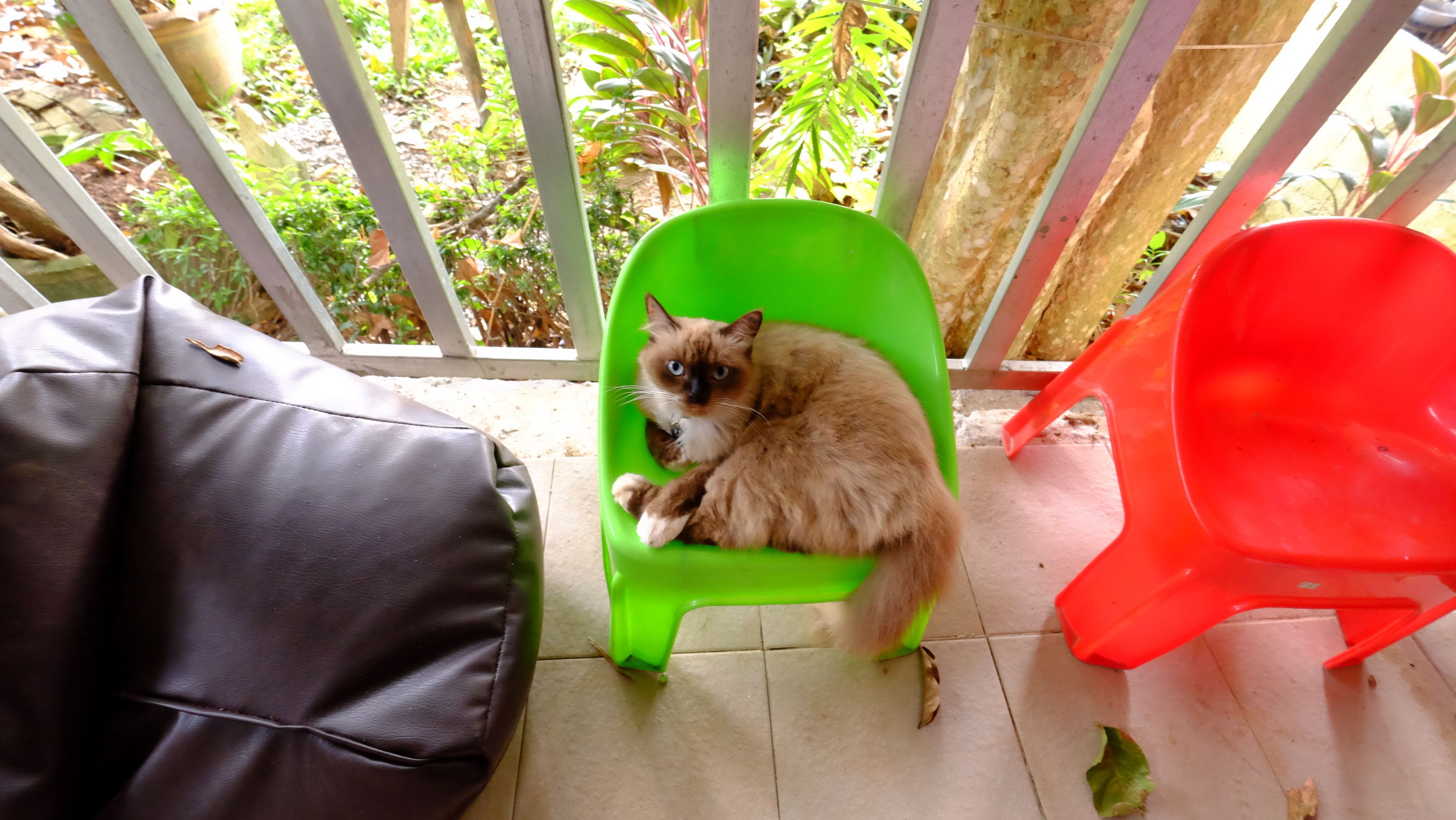 A cat sitting on a green chair on a balcony with a black chair and a red chair nearby.