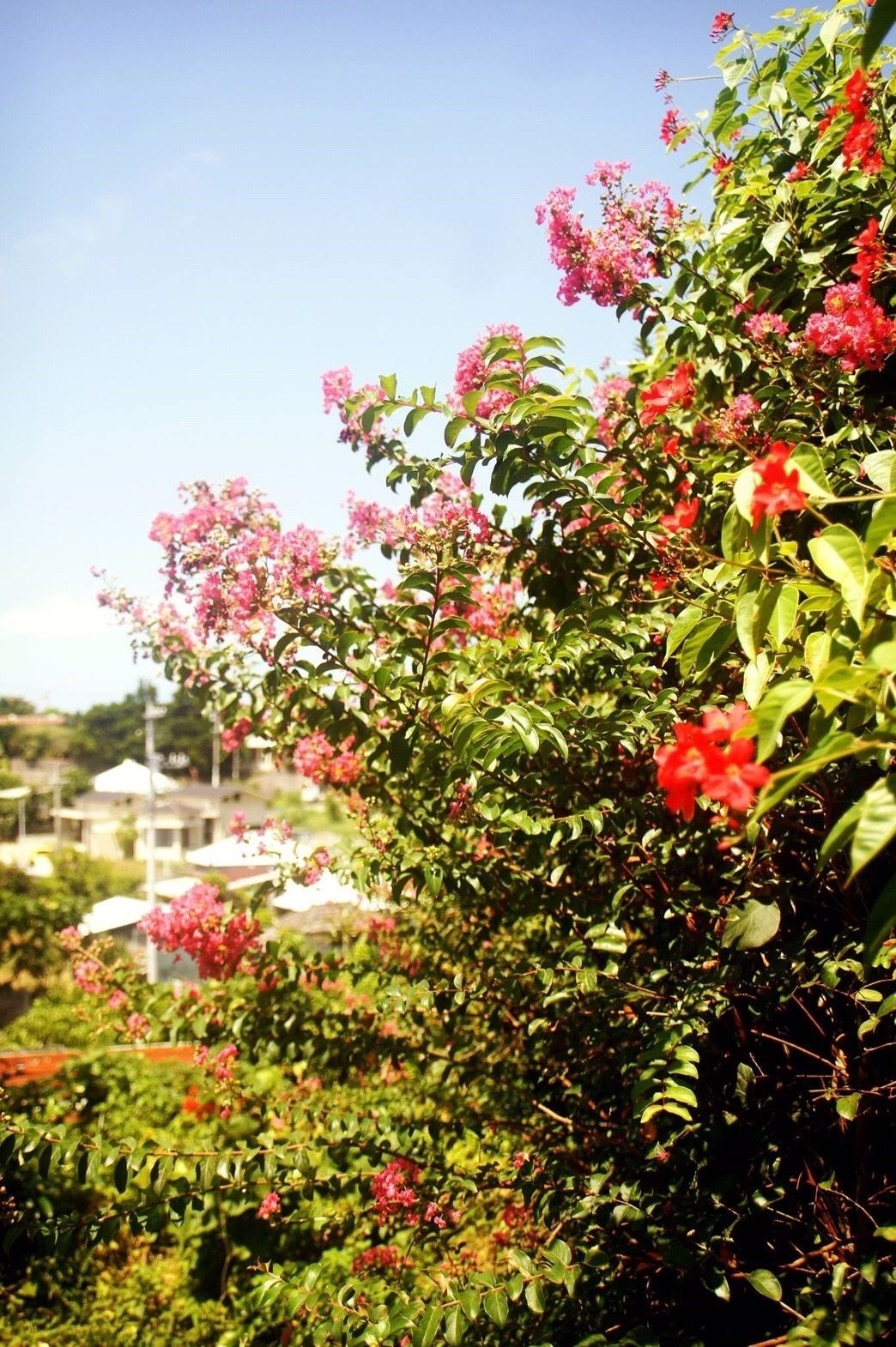 A lush garden with dense foliage and vibrant pink flowers.