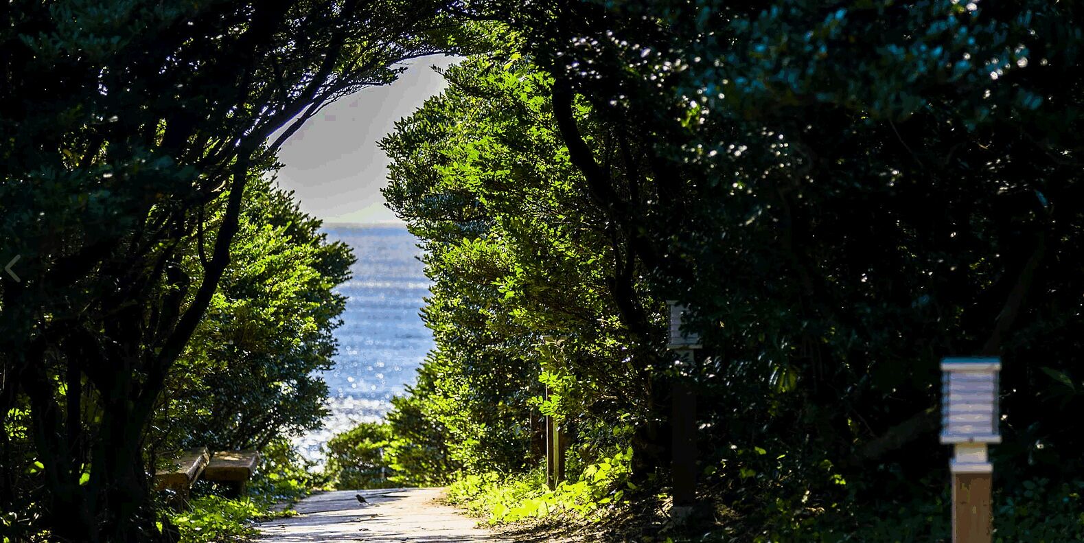 Un sentier qui traverse une zone boisée et offre une vue sur la mer.