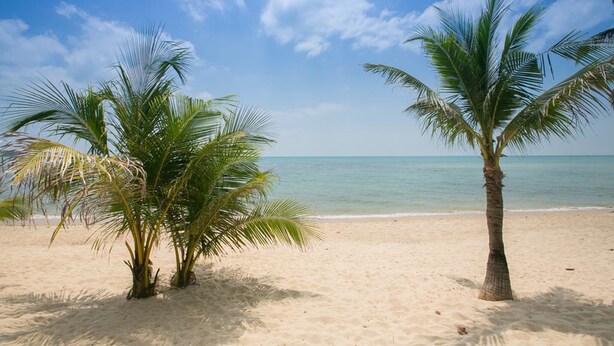 A beach with two palm trees and a clear blue sky. - Lamai Resort (Koh Samui)