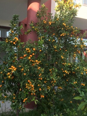 Ein Baum mit vielen orangen Früchten, vermutlich eine Zitruspflanze, vor einem Gebäude mit einer roten Säule.
