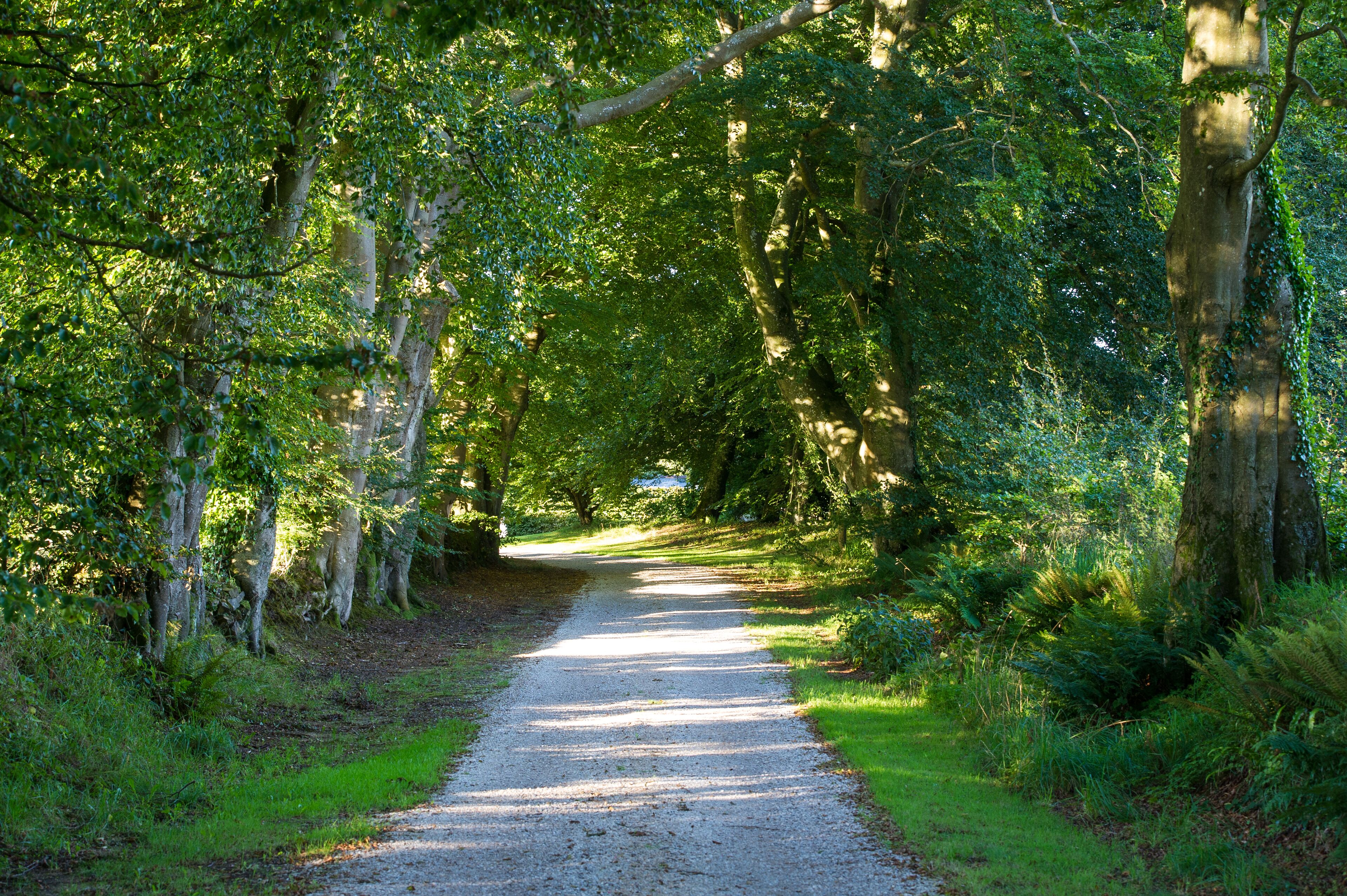 A gravel path flanked by lush green trees and ferns, leading into a shaded area.