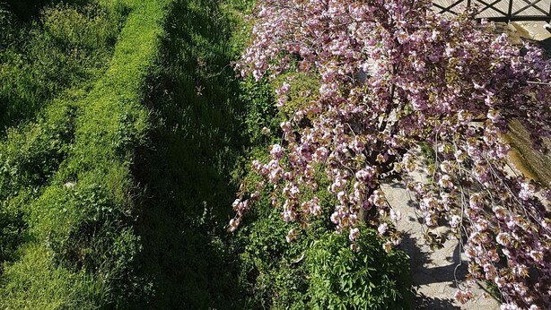 A pathway lined with blooming pink trees, leading to a residential area with multi-story buildings. - Can Hotel (Bursa)