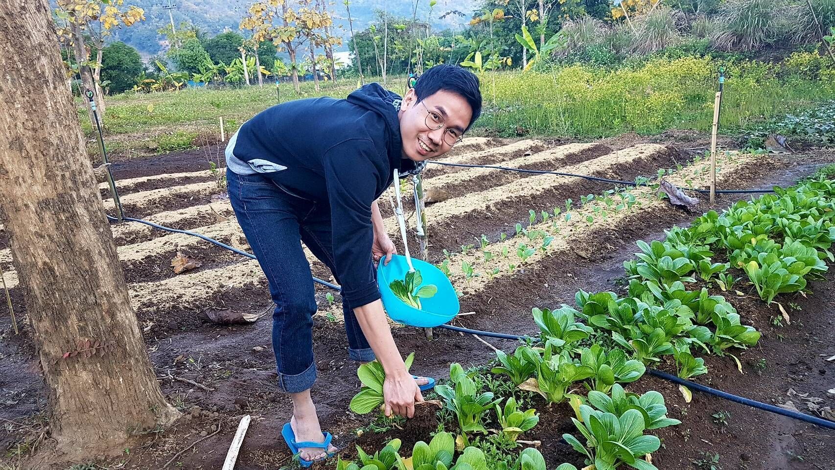 Une personne s’occupant d’un jardin où les plantes sont disposées en rangées, avec un arbre en arrière-plan.