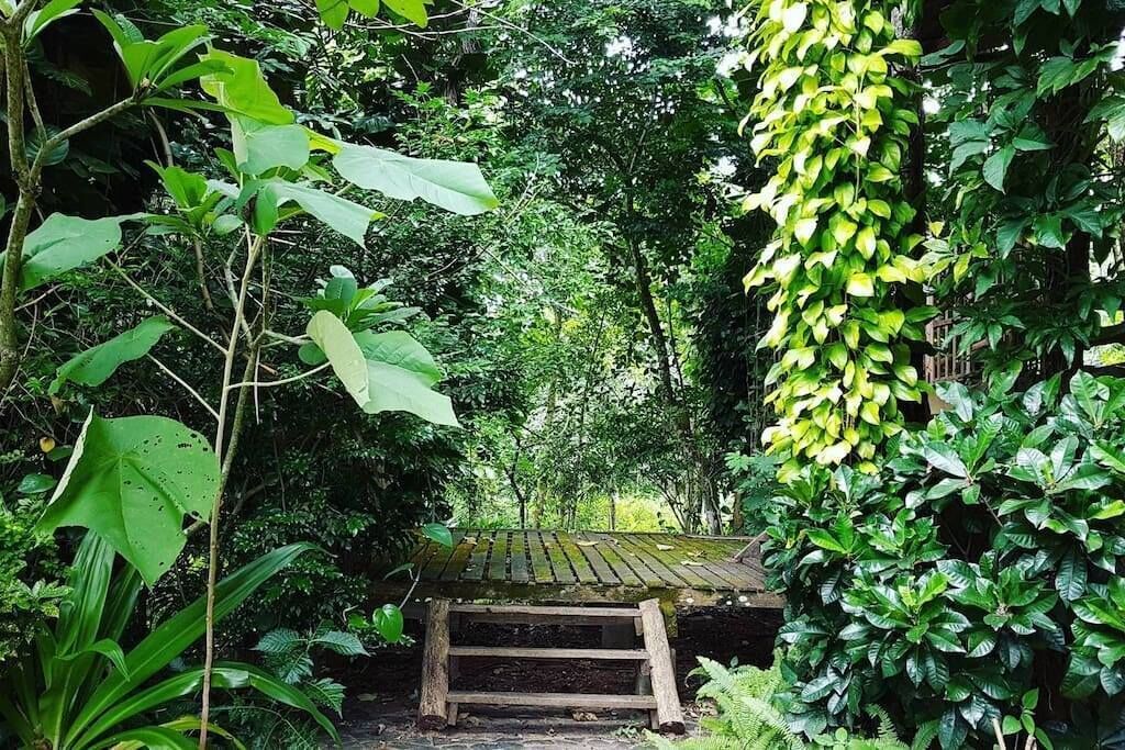 Um banco de madeira num jardim exuberante, com folhagem densa e uma estrutura de madeira ao fundo.