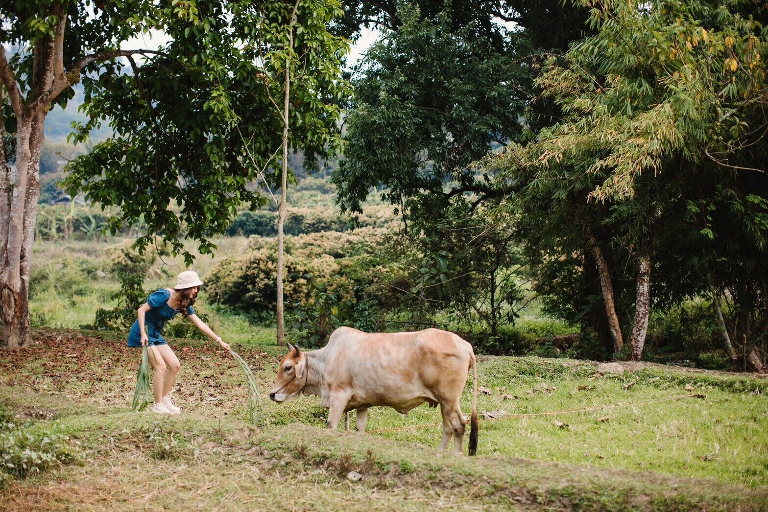 A person in a blue dress and white hat tending to a cow in a grassy field with trees in the background.