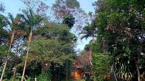 Una cabaña apartada rodeada de un bosque denso.