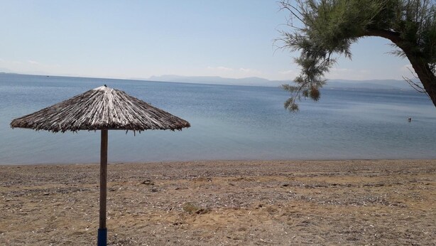 A beach with a thatched umbrella and a tree. - Hotel Poseidon (Chalcis)