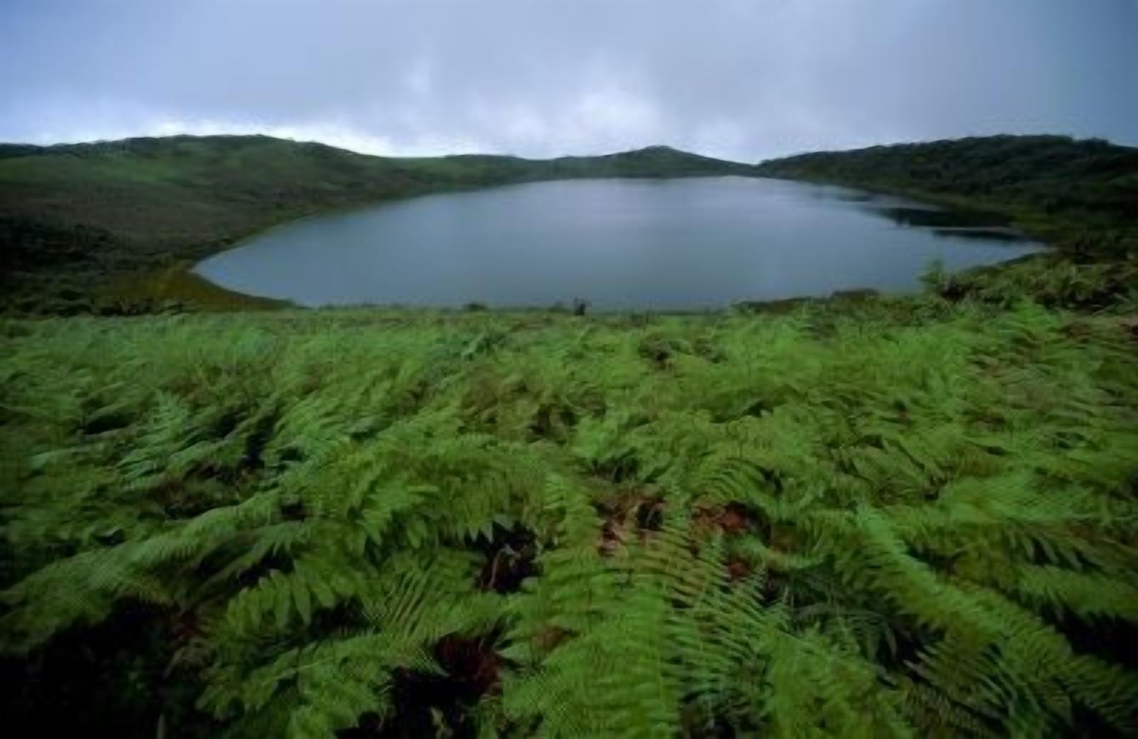A lake surrounded by lush green ferns and hills.
