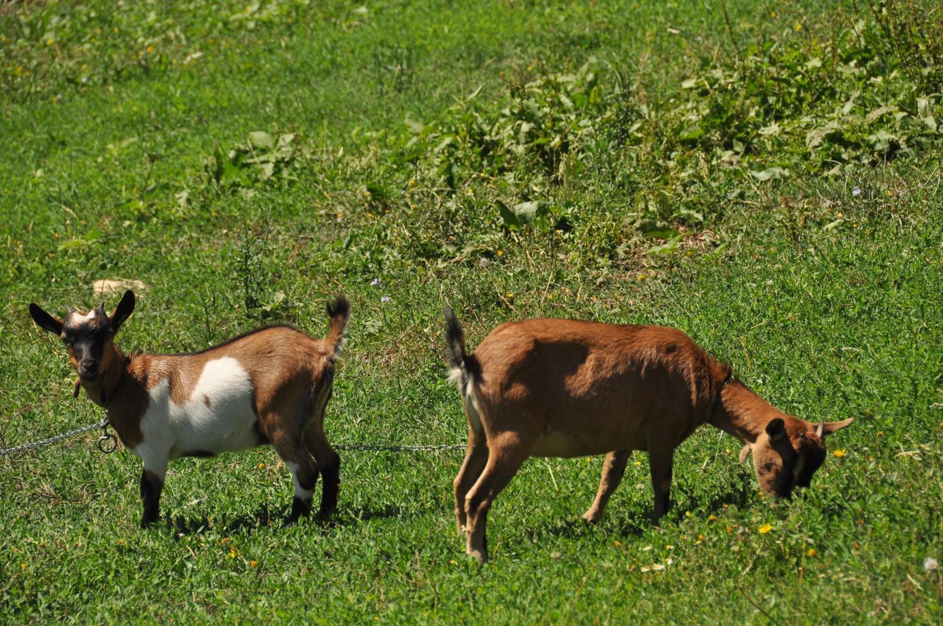 Deux chèvres paissent dans un champ herbeux.