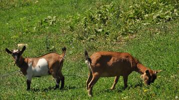 Deux chèvres paissent dans un champ herbeux.