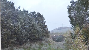 Um jardim com árvores cobertas de neve e um caminho pavimentado.