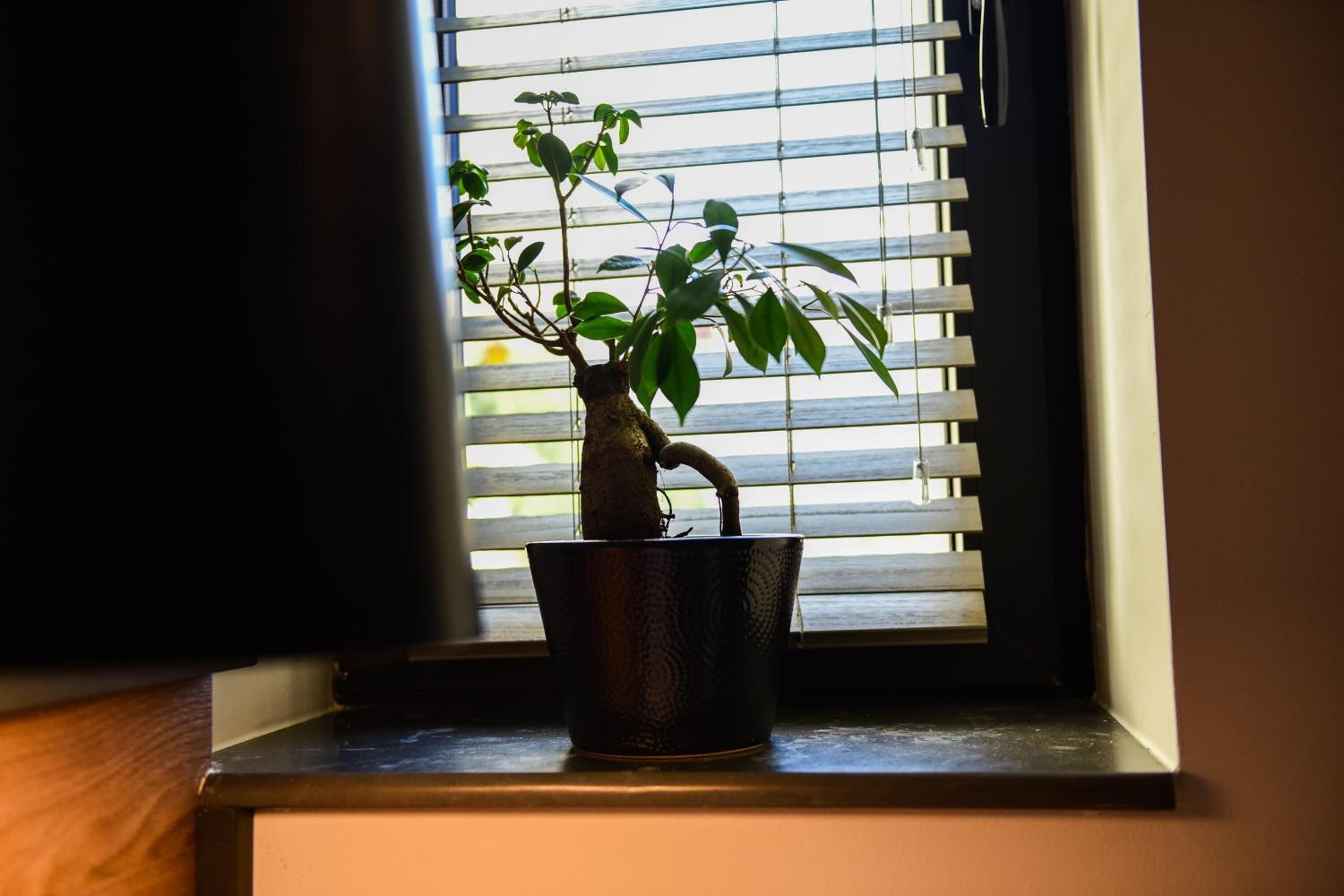 A potted plant on a windowsill with horizontal blinds.