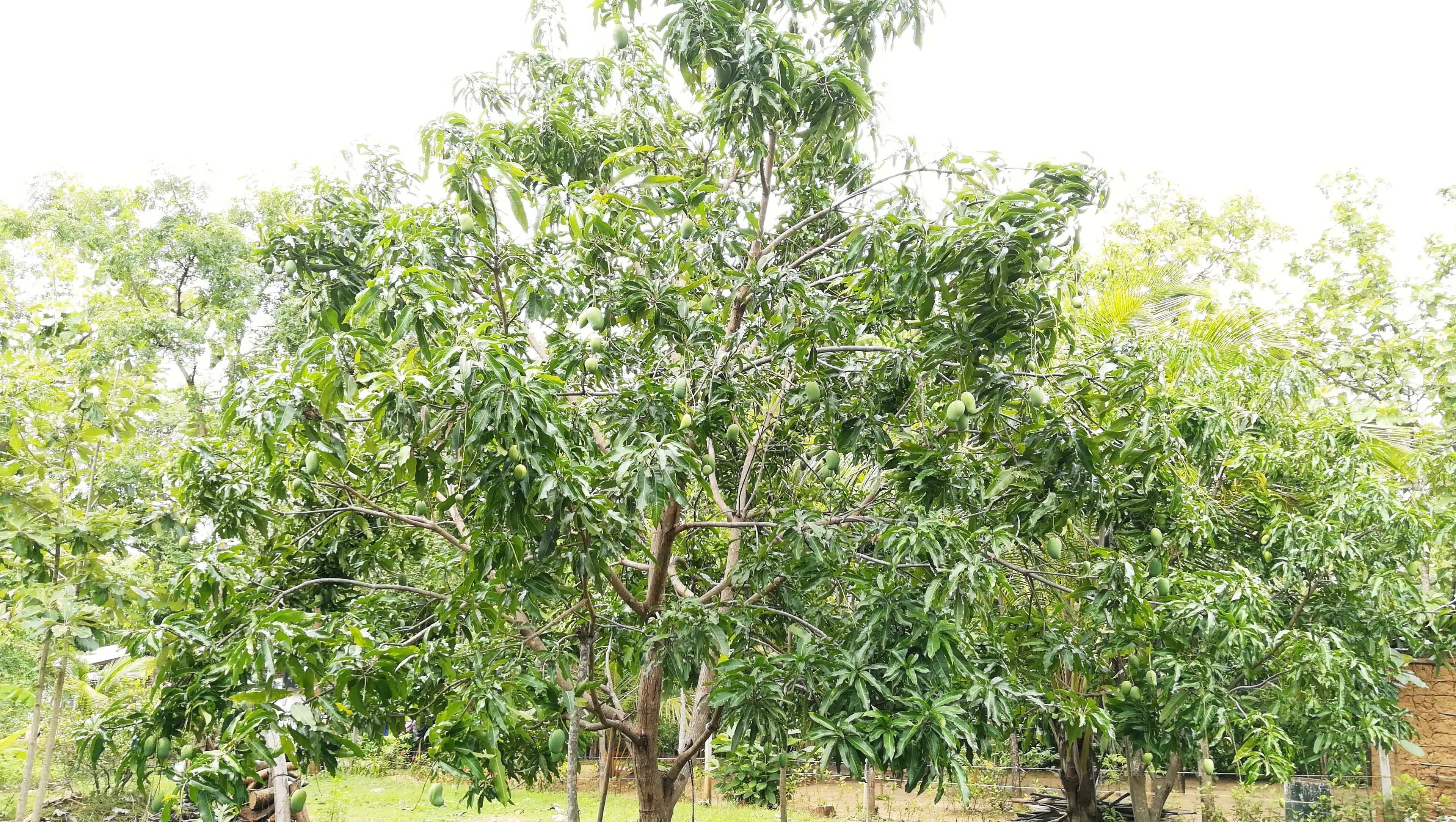 A large tree with green leaves and unripe fruits, surrounded by a fence.