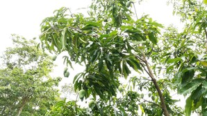 Uma árvore com folhas verdes e frutos verdes.