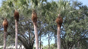 Tall palm trees with brown fronds and dense green foliage. - 2/2 Vaulted Ceiling 10 Min to beach on golf course (Venice)