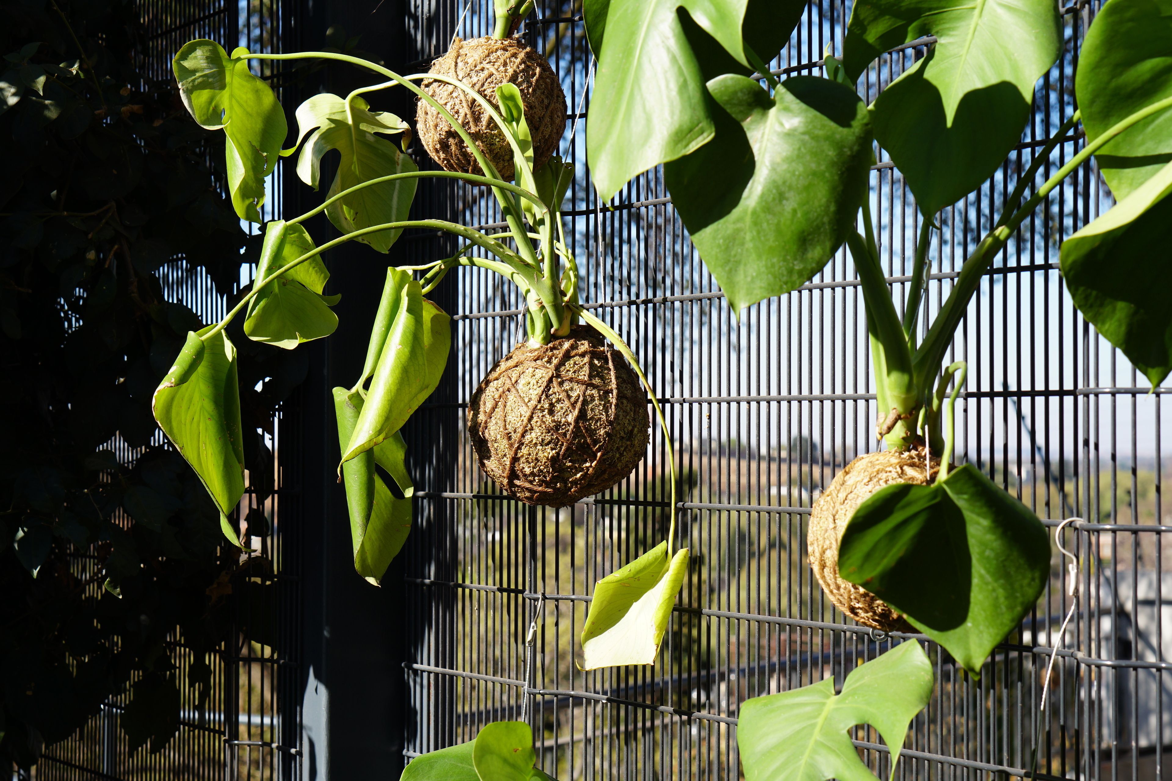 A plant with large green leaves and brown seed pods against a metal fence.