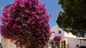 A building with a white facade, a large pink flowering tree in front, and a pine tree to the right. - Bem Parece (Albufeira)