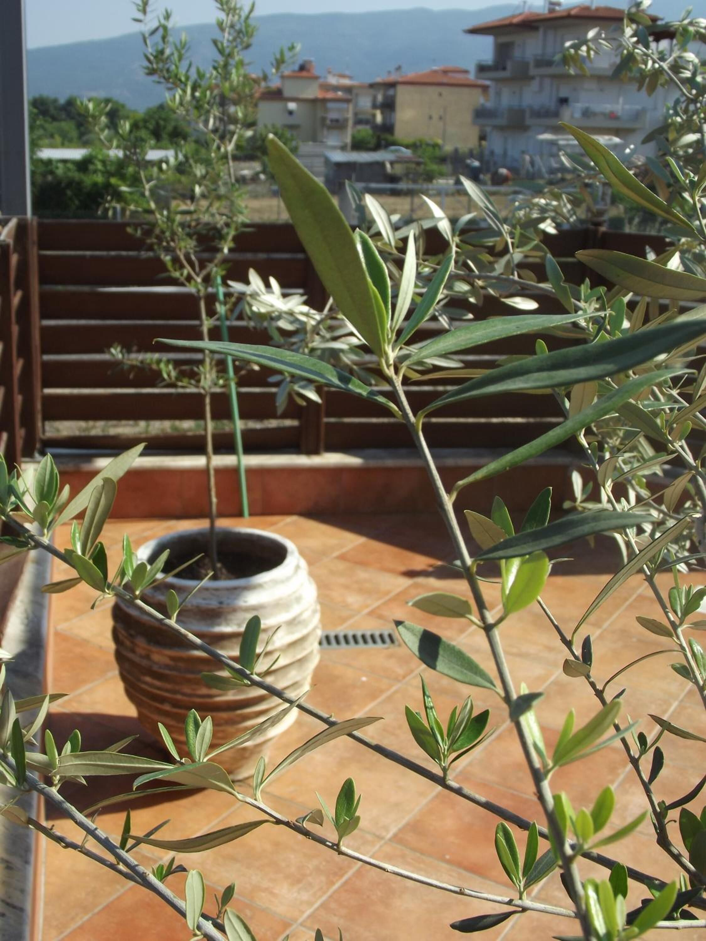 A terrace with olive trees, a potted plant, and a view of buildings in the background.