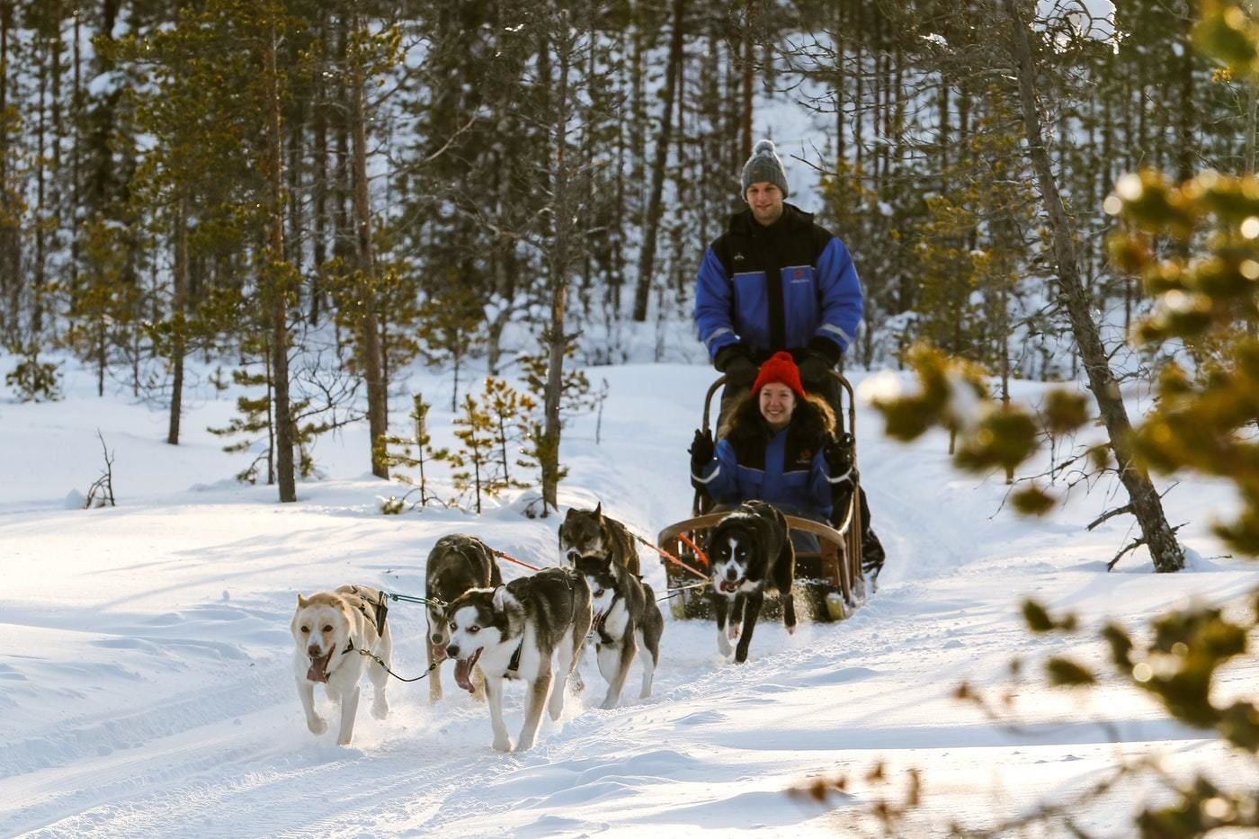Uma pessoa com jaqueta azul e gorro vermelho puxando um trenó com cães em uma floresta coberta de neve.
