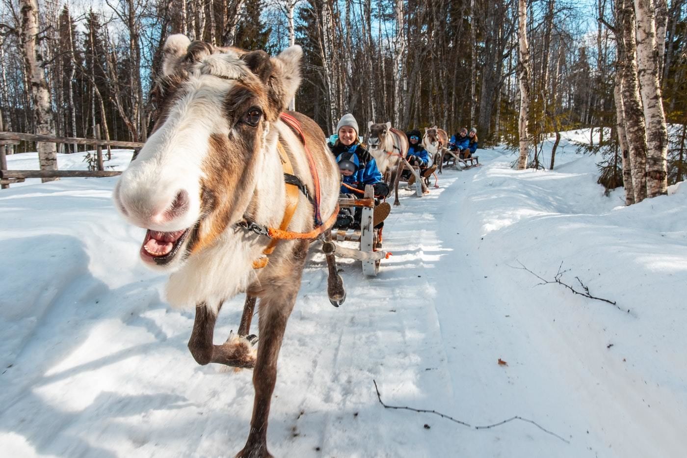 A group of people in blue jackets on a snow-covered path with a reindeer pulling a sled.